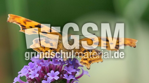 Kleiner Perlmuttfalter_2.jpg